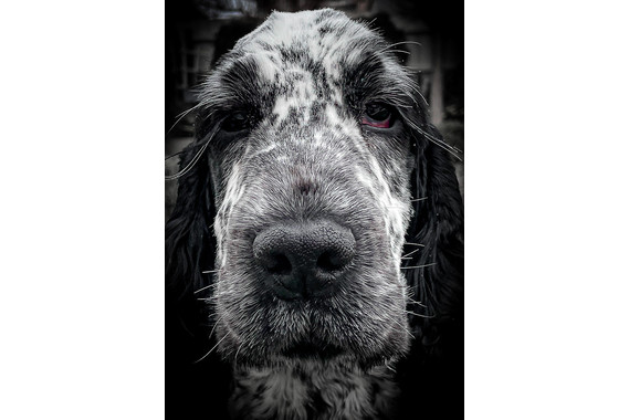 <p>1st - B Grade: Set Digital - My Dog Named Storm <small>© Darryl Martin</small></p>
