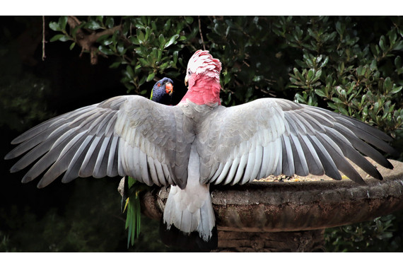 <p>2nd - B Grade: Open Digital - Winged Dominance <small>© Robyn Bartlett</small></p>
