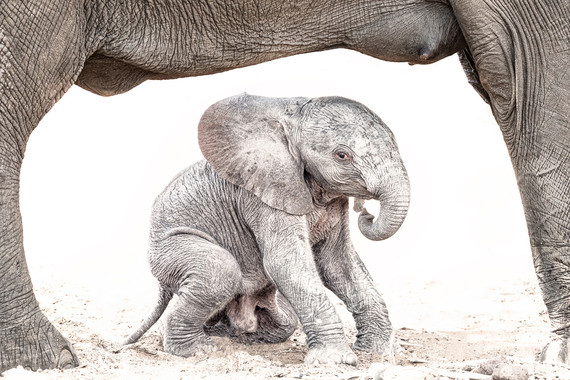 <p>1st - A Grade: Open Digital - Baby Elephant Struggle <small>© Wade Buchan</small></p>
