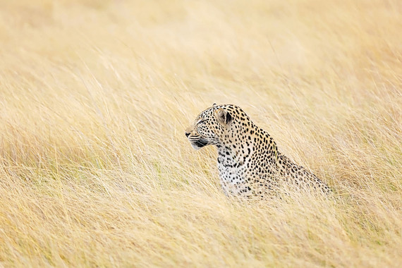 <p>2nd - A Grade: Open Print - Leopard in Golden Grass <small>© Wade Buchan</small></p>
