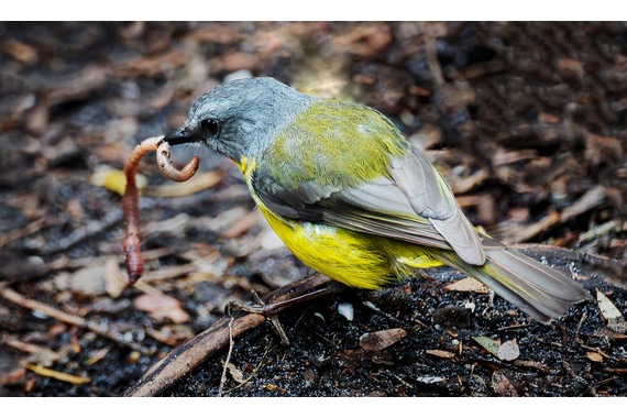 <p>HC - A Grade: Open Digital - Eastern Yellow Robin <small>© Neil Anderson</small></p>
