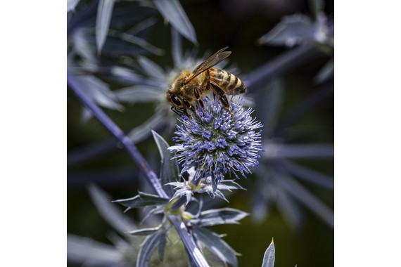 <p>1st - B Grade: Open Print - Bee 2 <small>© Gayle Tout</small></p>
