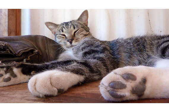 <p>3rd - B Grade: Open Print - Old Boot New Pillow <small>© Casey Tydens</small></p>
