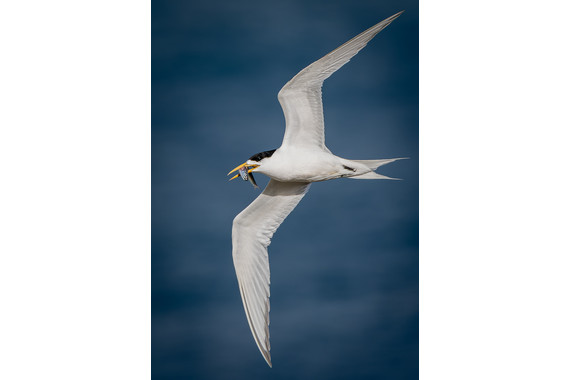 <p>2nd - A Grade: Set Print - Crested Tern <small>© Phil Taylor</small></p>
