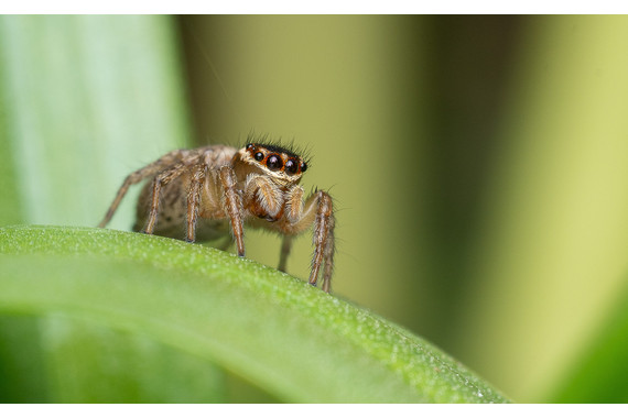 <p>1st - A Grade: Set Digital - Four Eyes <small>© Kathryn Hocking</small></p>
