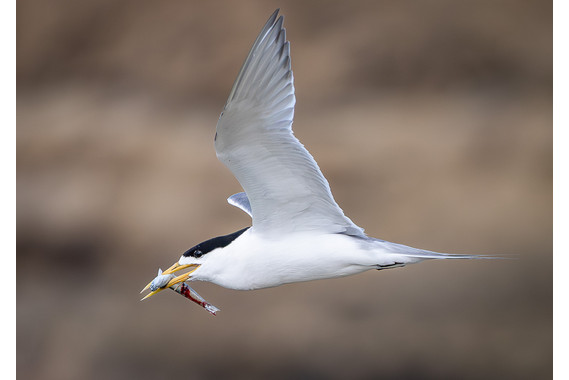 <p>2nd - A Grade: Set Digital - Breakfast is on the Way <small>© Phil Taylor</small></p>
