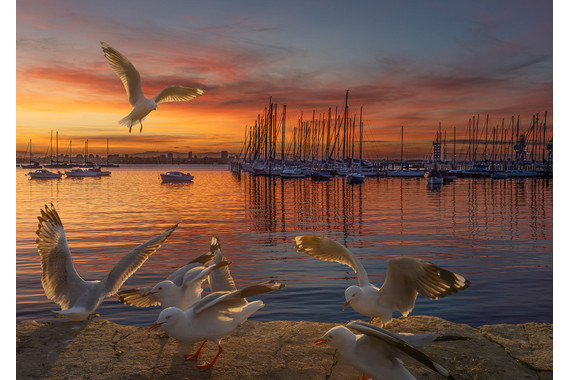 <p>1st - A Grade: Open Digital - Seagull Sunrise <small>© Cas Bukor</small></p>
