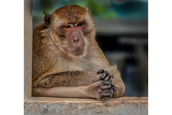 <p>1st - B Grade: Set Digital - Deep Thoughts No Bananas <small>© Grace Sobania</small></p>
