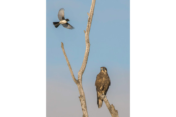 <p>HC - A Grade: Set Digital - Go away you annoying little #### <small>© Allan Williams</small></p>
