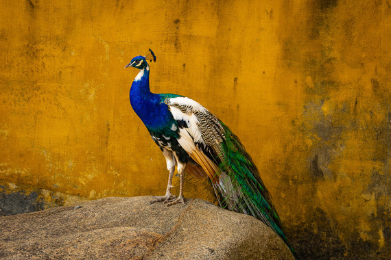 <p>HC - B Grade: Set Digital - Perched in Gold <small>© Brett Harrison</small></p>
