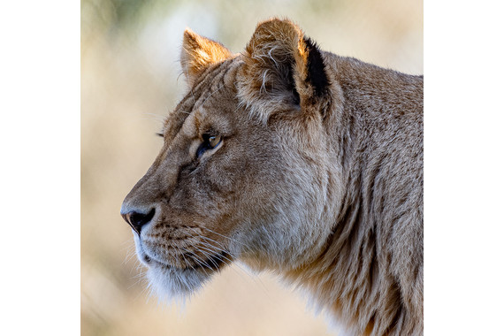 <p>HC - A Grade: Set Print - Watching <small>© Ian Gofton</small></p>
